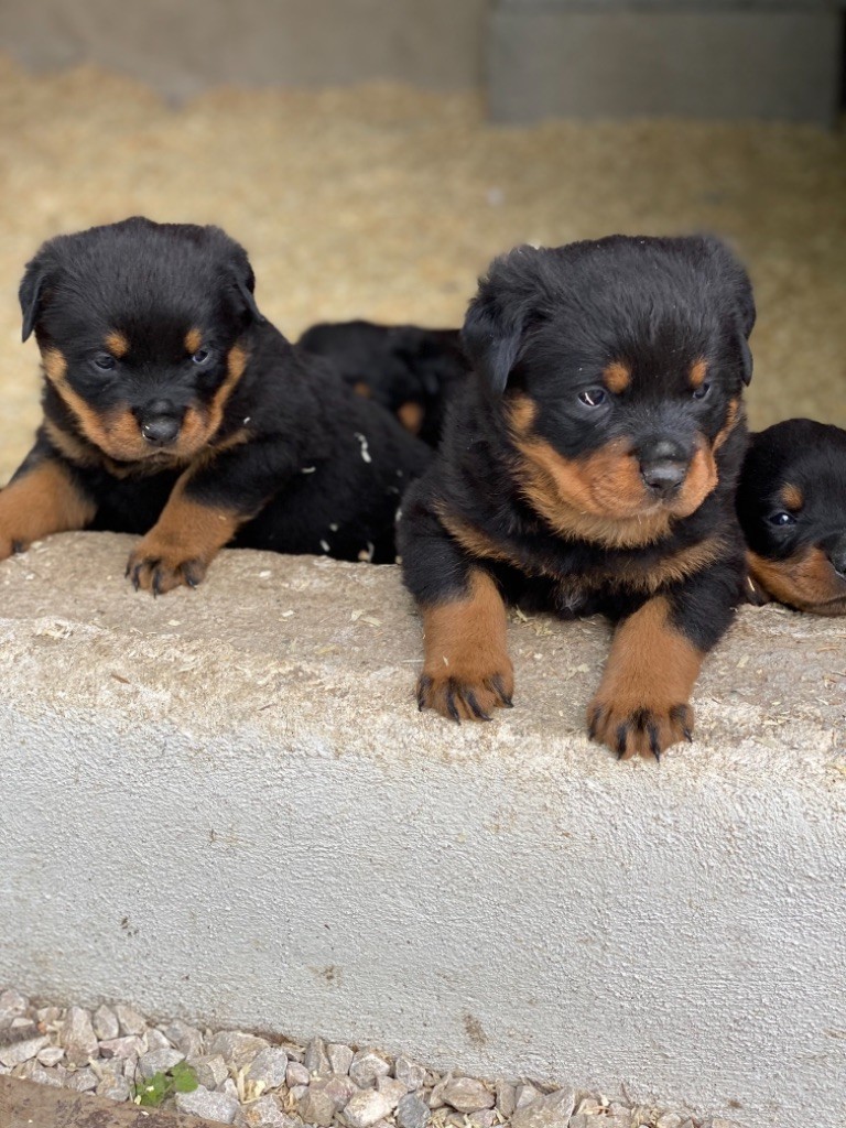 Chiots