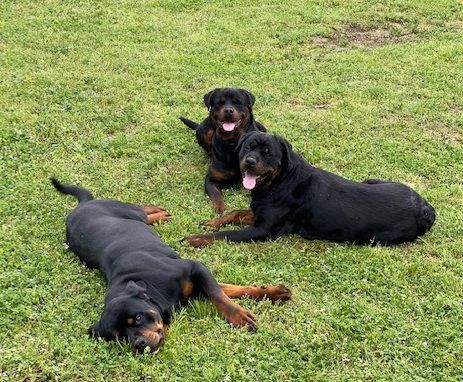 Rottweilers