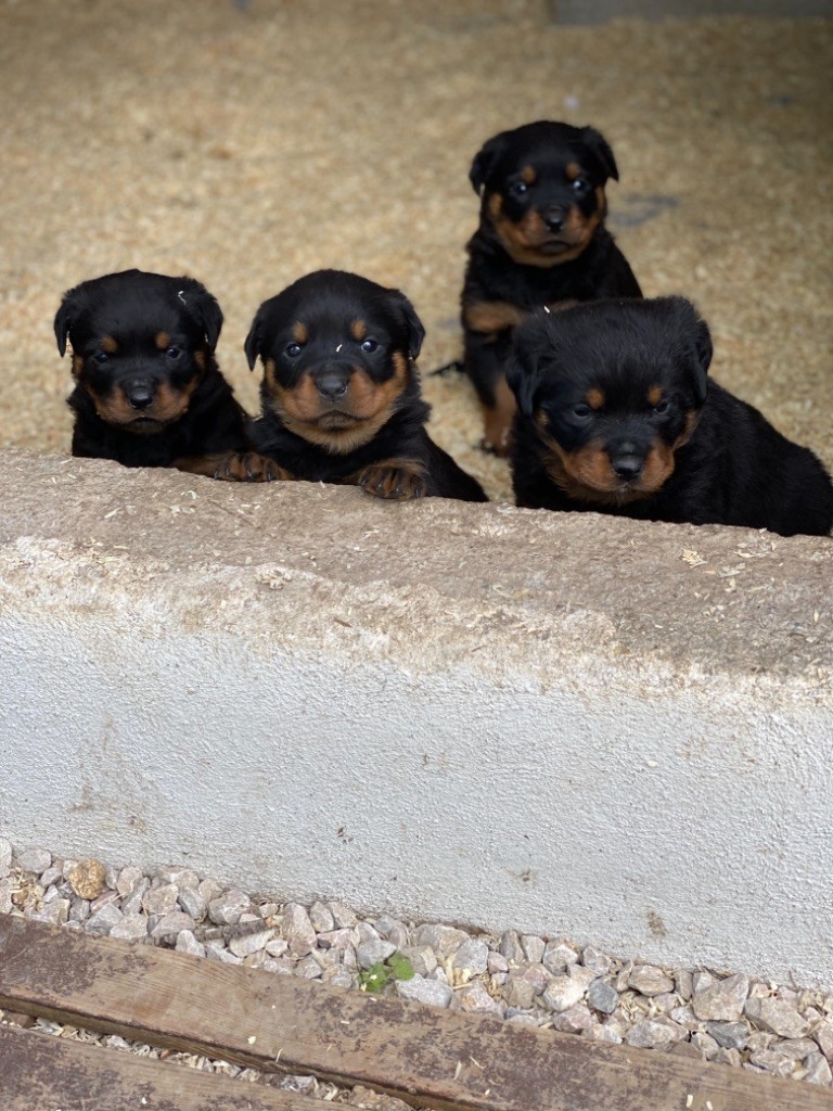 Des Nobles Du Grand Garisson - Rottweiler - Portée née le 31/03/2020